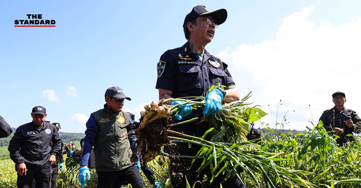 สุชาติสั่งกรมป่าไม้แจงปมรื้อไร่ขิงไชยปราการ 258 ไร่ เร่งฟันนายทุนบุกรุกป่า